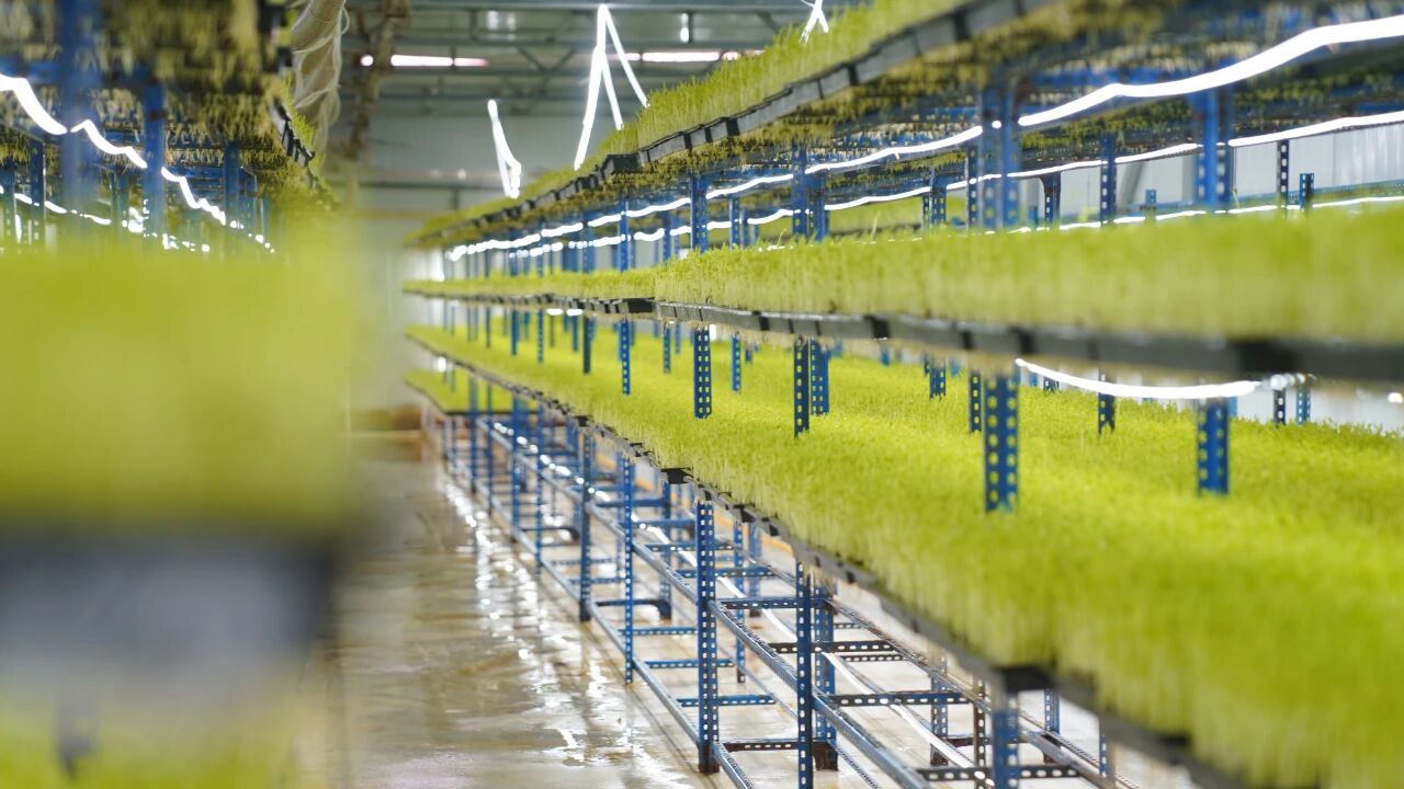 芽苗菜基地生产车间